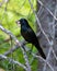 Common Grackle Image and Photo. Close-up side view perched on branch with food in its beak and enjoying its environment and
