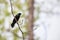 A Common Grackle perched on a branch