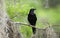 Common Grackle perched on branch with Spanish Moss along  hiking trail at Phinizy Swamp Nature Park, Georgia