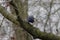 Common Grackle Perched on Tree Branch Getting Ready to Fly