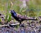 Common Grackle Photo and Image. Close up side view in a pond and scavenging food in its environment and habitat surrounding and