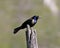 Common Grackle Photo. Picture. Portrait. perched on stump with a blur background displaying open beak, feather and tail  in its