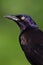 Common Grackle Portrait