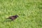 Common Grackle Quiscalus quiscula searching for food in the grass during the spring