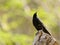 Common Grackle Quiscalus quiscula standing proud on top of tree stump, taken  in Costa Rica