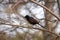 Common Grackle in spring on a branch