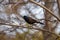 Common Grackle in spring on a branch