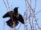 Common Grackle with WIngs Spread Out Perched on Barren Trees