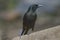 Common Grackles blackbird perched on a branch