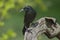 Common Grackles blackbird perched on a branch