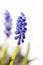 Common grape hyacinth