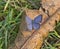 Common Grass blue butterfly