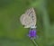 Common Grass blue butterfly