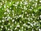 Common grass-leaved starwort Stellaria graminea