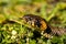 Common grass non-venomous snake on a grass field in the sun. Snakes black tongue is out. Macro shot of a snake.