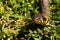 Common grass non-venomous snake on a grass field in the sun. Snakes black tongue is out. Macro shot of a snake.