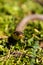 Common grass non-venomous snake on a grass field in the sun. Snakes black tongue is out. Macro shot of a snake.