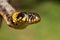 Common grass non-venomous snake on a grass field in the sun. Snakes black tongue is out. Macro shot of a snake.