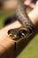 Common grass non-venomous snake on a grass field in the sun. Snakes black tongue is out. Macro shot of a snake.