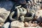 Common Grass-snake (Natrix natrix) from East Baltic sea