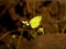 Common Grass Yellow Butterfly