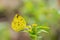 Common grass yellow butterfly Eurema hecabe