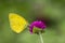 Common grass yellow Eurema hecabe butterfly