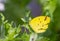 Common Grass Yellow , Eurema hecabe Linnaeus, 1758 , A side view of a yellow butterfly perched on a