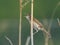 Common grasshopper warbler Locustella naevia