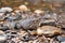 Common gray toad camouflaged among the pebbles on the rocky river bank