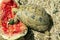 Common Greek Tortoise Eating Watermelon