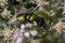 Common green bottle fly Lucilia sericata a member of Calliphoridae on common boneset flower.