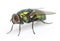 Common green bottle fly, Phaenicia sericata, isolated