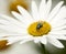 Common green bottle fly pollinating a white daisy flower. Closeup of one blowfly feeding off nectar from a yellow pistil