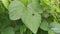 Common green bottle fly resting on the leaves.