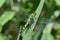 Common green darner dragonfly