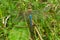 Common Green Darner Dragonfly - Anax junius