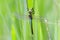 Common Green Darner Dragonfly, Georgia, USA