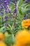 Common Green Darner Dragonfly on Lavender with Marigold Flowers