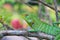 Common green forest lizard , Calotes calotes