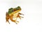 The common green frog, Hylarana erythraea