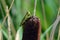 Common Green Grasshopper on a cattail