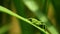 Common green grasshopper omocestus viridulus