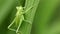 Common green grasshopper omocestus viridulus
