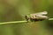 A Common green Grasshopper, Omocestus viridulus, perching on grass in a field in the UK.
