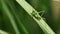 Common Green Grasshopper Omocestus viridulus resting on leaf