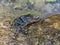 Common green grey striped dotted sea crab is on the stone in Croatia, Rovinj