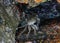 Common green grey striped sea crab is hiding between stones in Croatia, Rovinj