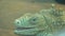 Common green iguana slowly opens its eyes, large lizard in the wild, amphibian scaly reptile