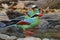 Common green magpie Cissa chinensis Birds Eating Water in Pond